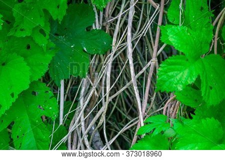 Hop Grows On Rich Soils In River Valleys, Ravines, In Riverine And Bayrachny Damp Deciduous Forests,