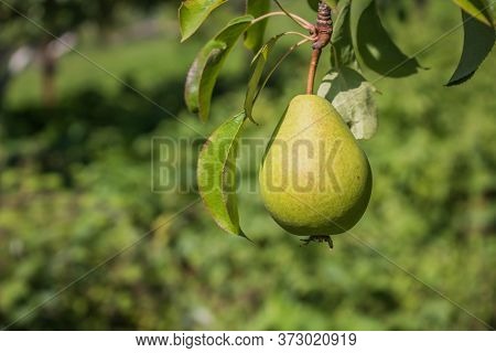 Beautiful Natural Pears Weigh On A Pear Tree, Twigs And Leaves. Healthy Organic Pears. Juicy Flavorf