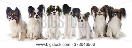 Papillon Dogs In Front Of White Background