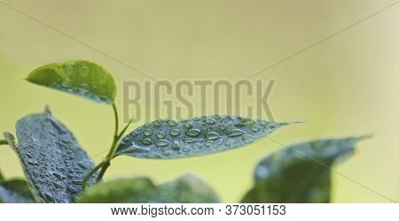 Selective Focus. Ficus Tree Leaves In Large Drops Of Water. Weeping Fig, Benjamin Fig (ficus Benjami