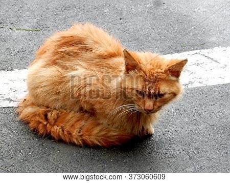 Ginger Cat With Long White Whiskers Sitting On The Road