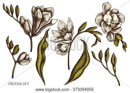 Vector Set Of Hand Drawn Colored Freesia Stock Illustration
