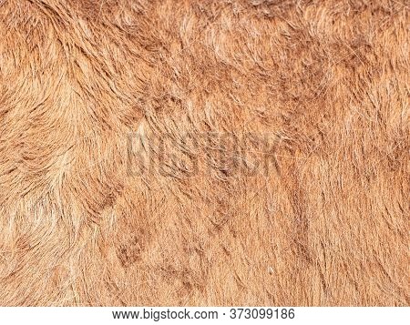 Light Brown Young Horse Fur In The Morning Light. The Natural Look Of Spring Hucul Fur.