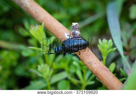 A Close Up Of A Black Blue Oil Beetle. These Oil Beetles Can Secrete A Yellow Toxic Liquid.