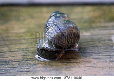 Portrait Of A Marsh Snail, Viviparidae, On A Footbridge Over A Pond