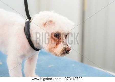 White Dog Bichon Mixed Breed  At The Grooming Salon