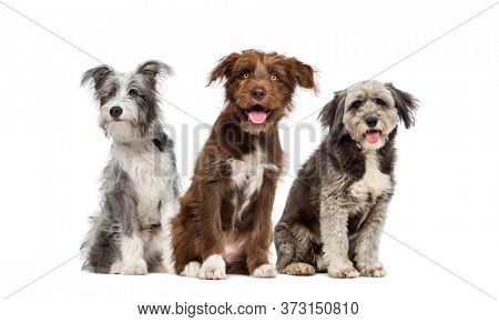 group of Mixed-breed dog isolated on white