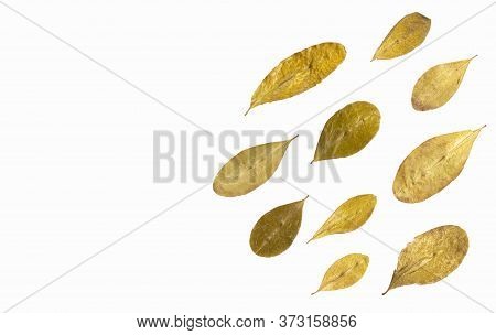 Dried Coca Leaves - Erythroxylum Coca. White Background