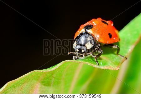 Ladybug Is Sitting On A Thin Leaf With Drops Of Water.