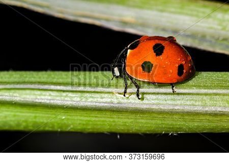 Ladybug Crawls Up With Drops Of Water On The Stem Of A Plant.