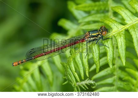 Large Red Damselfly (pyrrhosoma Nymphula) A Common Insect Species Resting On A Fern Leaf Stock Photo