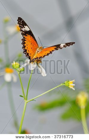 레오 파 드 Lacewing