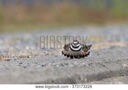 Killdeer Protects Eggs, Plays Injured At Richmond Bc Canada
