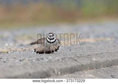 Killdeer Protects Eggs, Plays Injured At Richmond Bc Canada