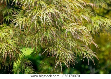 View Of Acer Palmatum Dissectum -  Japanese Maple Tree Branch With Leaves, Wet After Rain, Growing I