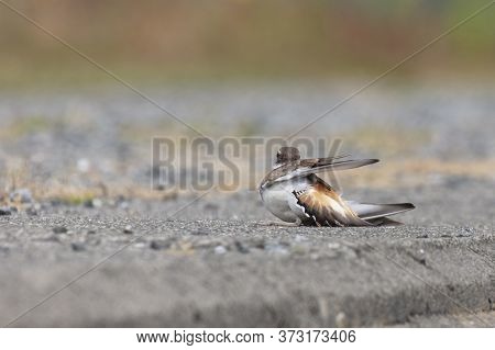 Killdeer Protects Eggs, Plays Injured At Richmond Bc Canada
