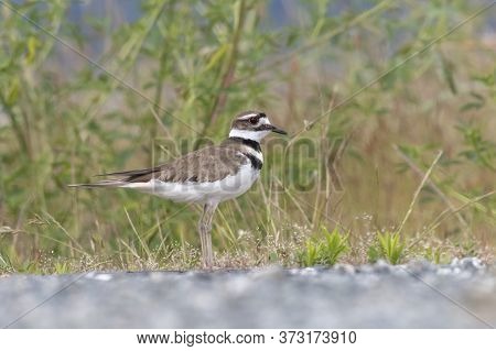 Killdeer Plover Bird At Richmond Bc Canada