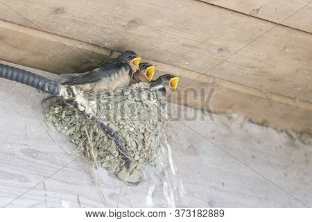 Barn Swallow Nest And Chicks At Richmond Bc Canada