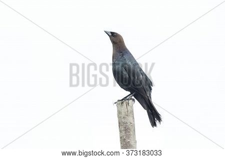 Isolated Brown Headed Cowbird At Richmond British Columbia Canada