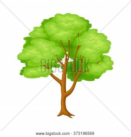Tree With Exuberant Green Foliage And Trunk Vector Illustration