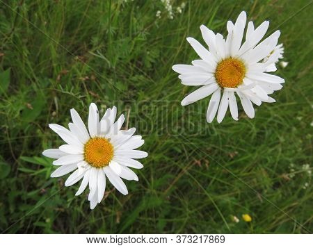 Tanacetum Parthenium Flowers In A Garden Summer
