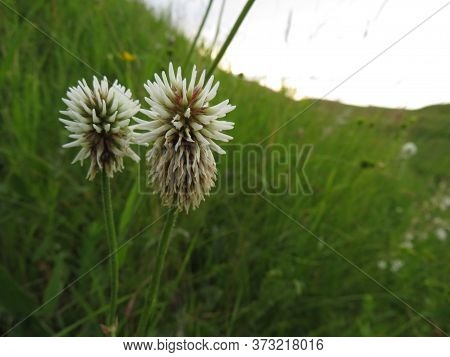 Tanacetum Parthenium Flowers In A Garden Summer