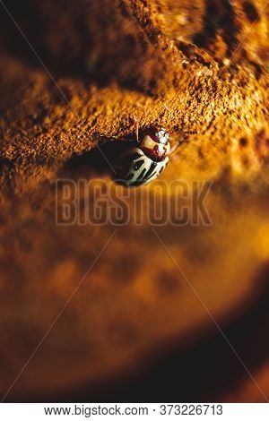 Ladybug Or Beetle On Edge Of Sand Wall With Lighting . Space Of Text Copy. Ladybird