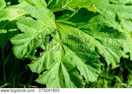 Heracleum, Cow Parsnip,parsnip. Green Large Leaves Of A Fast Growing Weed