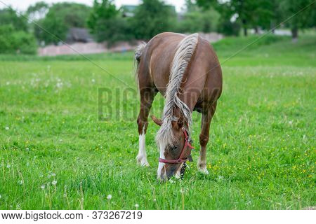 Silvery Bay Horse In A Field On A Paddock.