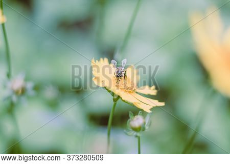 Macro Photo Of An Yellow Large-flower Tickseed Garden Plant With Flowers In Bloom With Bee