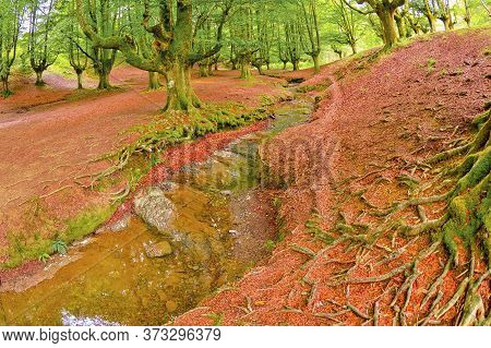 Otzarreta Beech Forest, Gorbeia Natural Park, Bizkaia, Basque Country, Spain, Europe