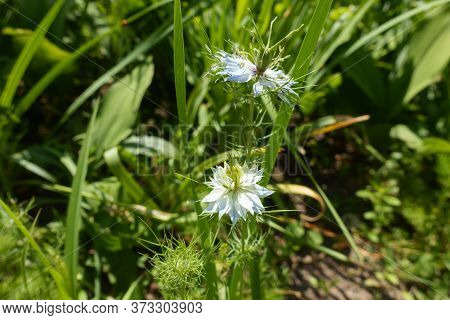 Light Blue Flowers Of Nigella Damascena In June