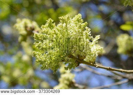 Flowering Ash - Latin Name - Fraxinus Ornus