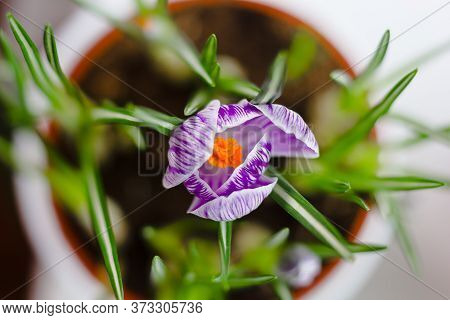 Beautiful Purple Crocus Flower Blooming In A Pot