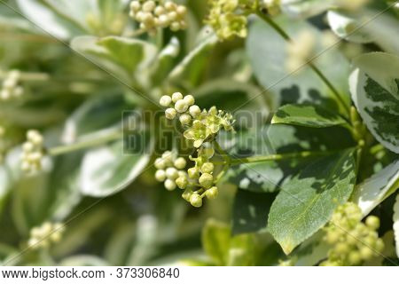 Wintercreeper Emerald Gaiety - Latin Name - Euonymus Fortunei Emerald Gaiety