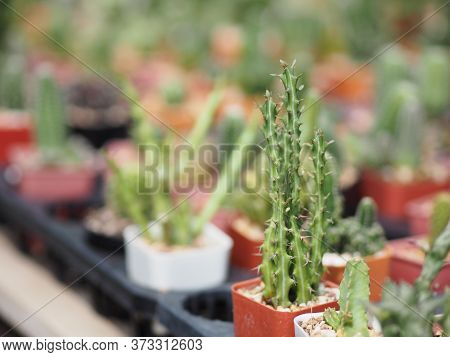 Cactus Tree Green Trunk Has Sharp Spikes Around In Garden