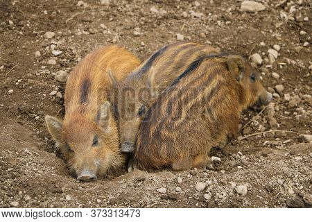 Small Wild Boar Pig Lies On The Ground