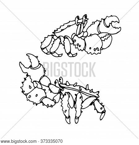 Set Of Funny Spiky Caostal Crabs With Claws, For Decorative Ornaments & Patterns, Vector Illustratio