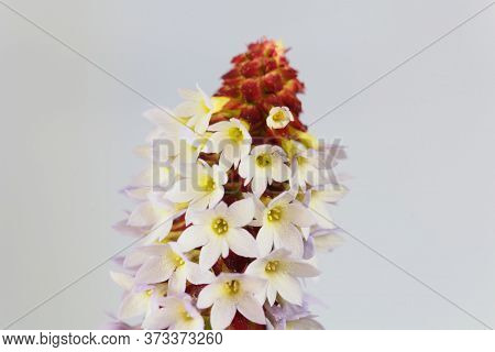 Flower Of A Vials Primrose, Primula Vialii