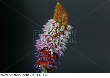 Flower Of A Vials Primrose, Primula Vialii