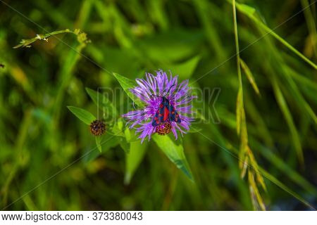 Close Up Of A Serratula Tinctoria In Summer With Butterfly