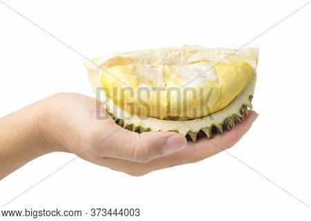 Man Hands Holding Durian Cut Into Half. Isolated On White Background And Clipping Path.