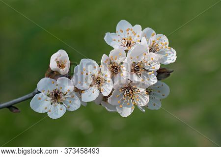 The Sprig Of Plum Tree Flowers On Green Bokeh Background.