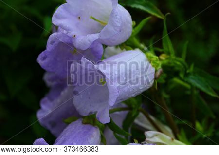 Delicate Blue Bell Flowers On The Flowerbed In Summer Among Green Grass In The Garden.