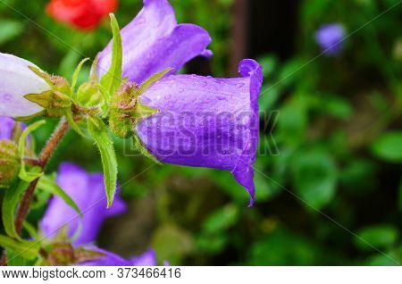 Delicate Blue Bell Flowers On The Flowerbed In Summer Among Green Grass In The Garden.