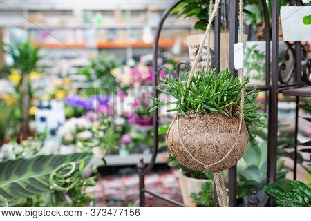 Cactus Rhipsalis In A Creative Hanging Coconut Shell Natural Flower Pot In A Plant Store. Shopping F