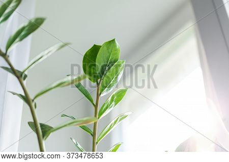 Zamioculcas Home Plant On The Windowsill. Home Plant With Green Leaves On A Window. Concept Of Home