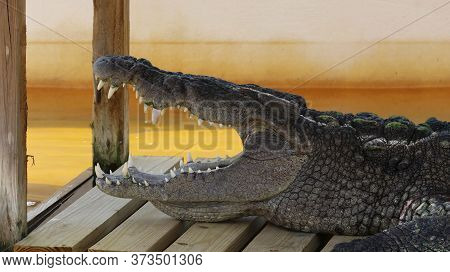 Alligator In Its Normal Habits