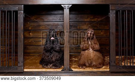 Portrait Of Two Nice American Cocker Spaniels In Nice Dog House