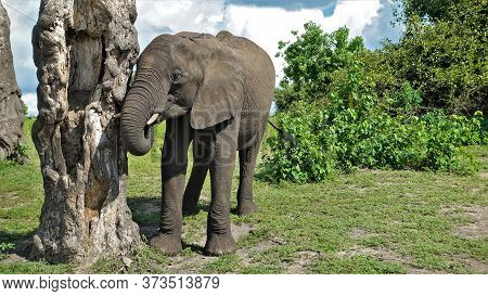 A Cute Baby Elephant Stands Near The Trunk Of An Old Tree. Eyes With Long Eyelashes, Short Tusks, To